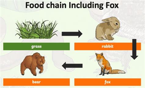 Fox Food Chain To Plant