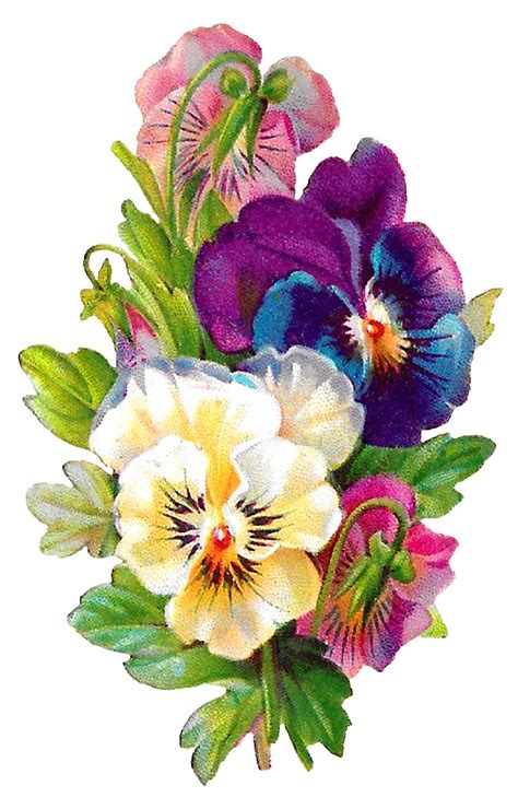 Antique Images: Wildflower Art Pansy Flower Clipart Antique Botanical Artwork Illustration