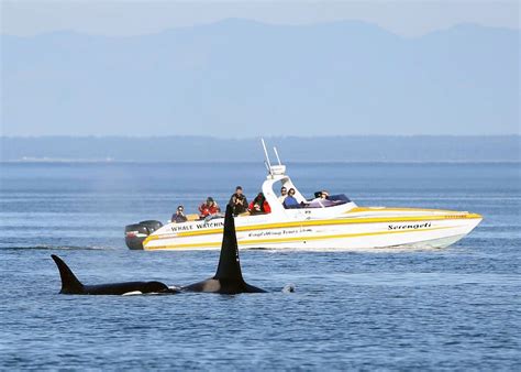 Whale Watching Tours Victoria BC: Reviewed by Locals