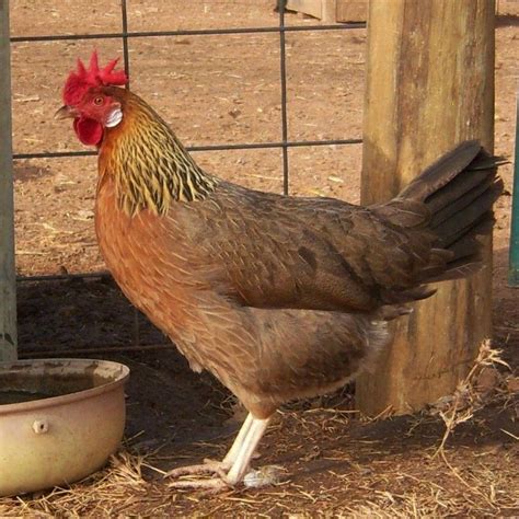 Brown Leghorn hen | ... single comb brown leghorn hen she has stopped here for a cool drink ...