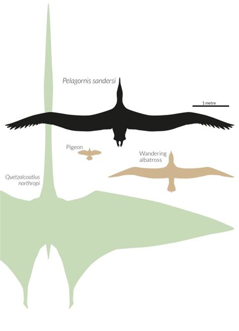 Biggest ever flying bird and the beast that dwarfed it | New Scientist