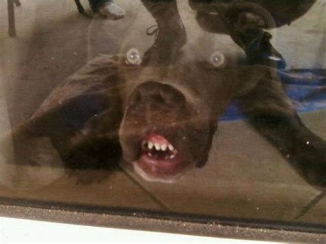 27 Hilarious Dog Faces That Will Make You Laugh