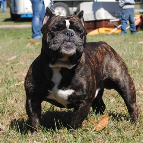 Dog Breeds Similar To Bulldog - Bleumoonproductions