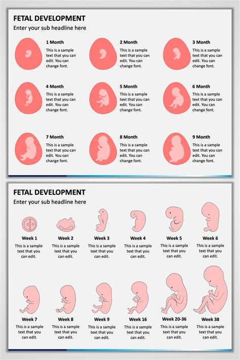 Fetal Development | Fetal development, Prenatal development, Fetal