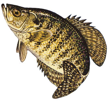 White crappie | White crappie. Pomoxis annularis. | NOAA Great Lakes Environmental Research ...