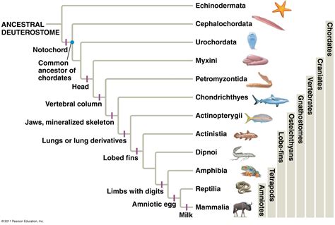 Organismal Biology