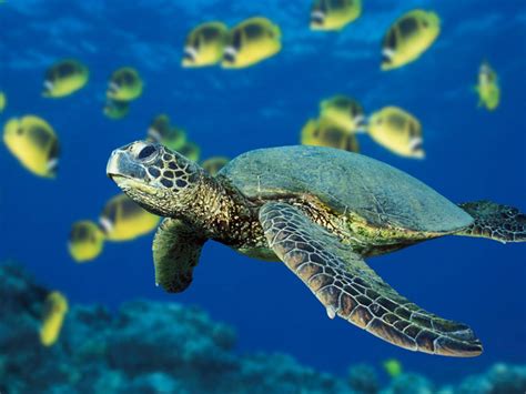 🔥 [50+] Green Sea Turtle Wallpapers | WallpaperSafari