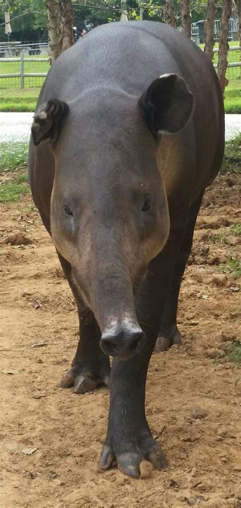 Baird's Tapir - Home