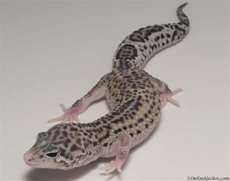 Leopard Gecko Breeding Breeder Chronicle - OnlineGeckos.com Gecko Breeder