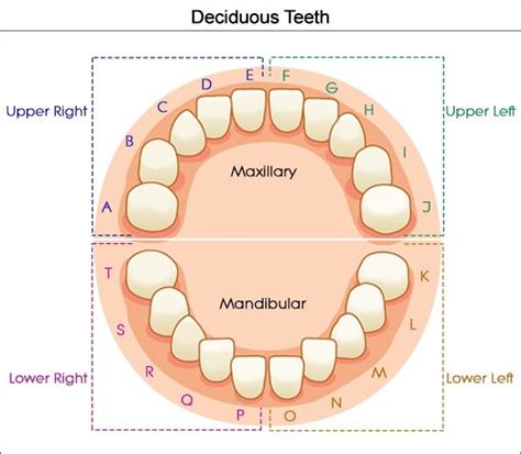 Chart Of Teeth Numbers