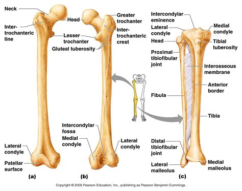 Leg Bone Anatomy Diagram