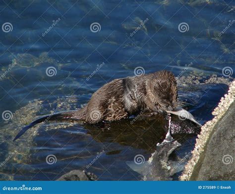 Sea Otter Eating stock image. Image of otter, ocean, fish - 275589