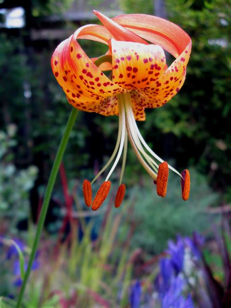 DryStoneGarden » Blog Archive » Leopard Lily for Bloom Day