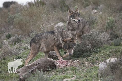 How To Survive A Wolf Attack? — Forest Wildlife