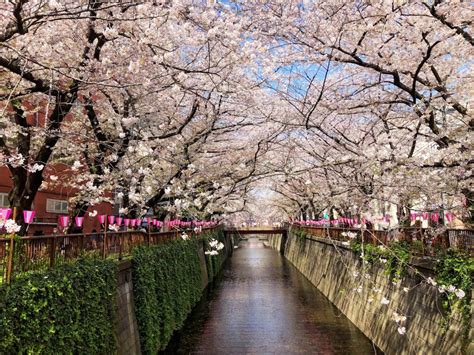 Explore the Hidden Sakura Spots in Tokyo with English Speaking Guides