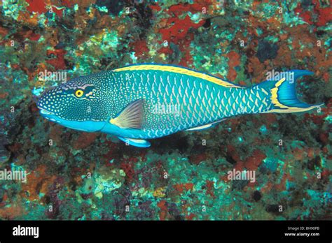 Parrotfish Teeth High Resolution Stock Photography and Images - Alamy