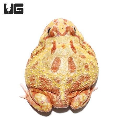 Albino Pacman Frogs (Ceratophrys cranwelli) For Sale - Underground Reptiles