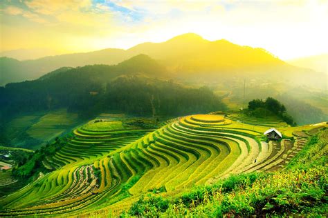 Rice fields on terraced of Mu Cang Chai, YenBai, Vietnam. Rice fields ...