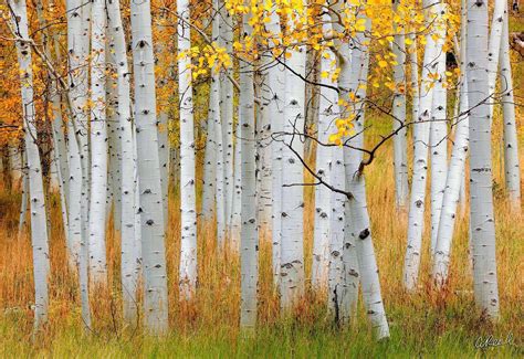 Maroon Bells Aspen Tree Photography For Sale | Fine Art Prints By Aaron ...