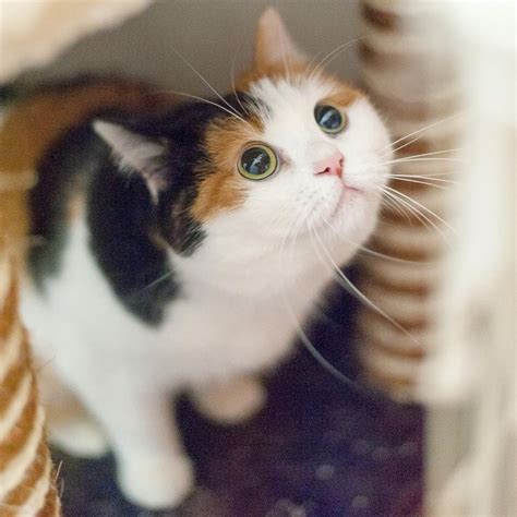 Cute Pictures of Calico Cats and Kittens