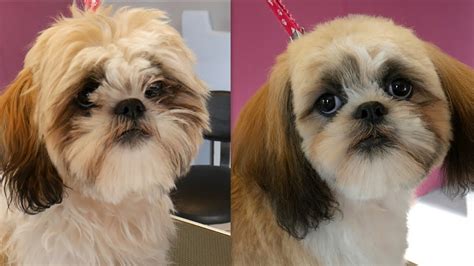 Cutting A Shih-tzu Hair Around Eyes - Shih Tzu Dog