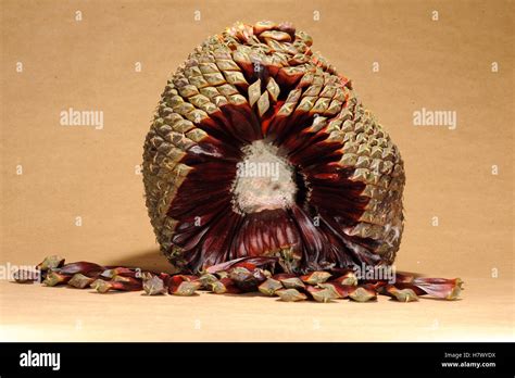 Parana Pine (Araucaria angustifolia) female cone showing edible seeds, Brazil Stock Photo - Alamy