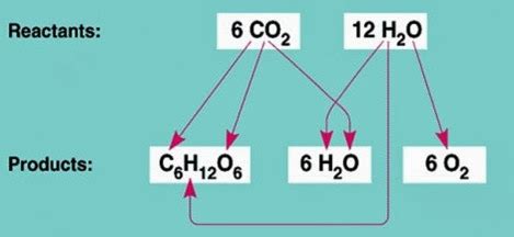 An Overview of Photosynthesis ~ Biology Exams 4 U