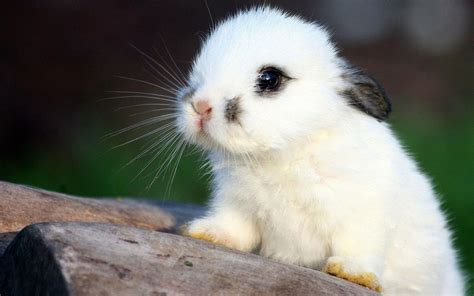 Baby Bunny Wallpapers - Wallpaper Cave