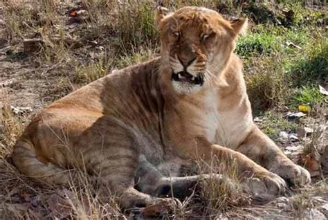 Liger Cubs and Mortality Rates