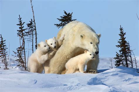 El Deshielo del Oso Polar: CÓMO AYUDAR A LOS OSOS POLARES, ESPECIE EN ...