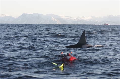 Orca Norway Reviews, Photos & Special Rates - Bluewater Dive Travel