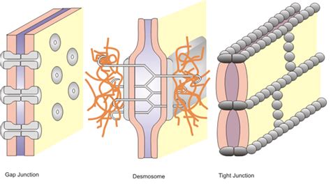 Different Types Of Cell Junctions