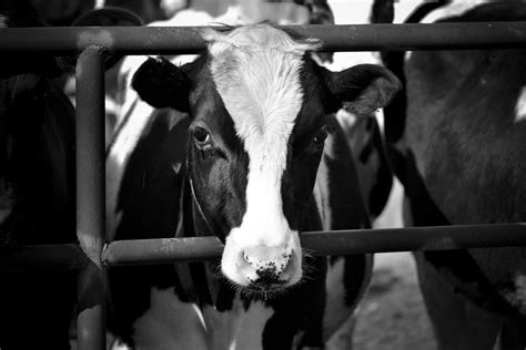 Canvas Print Farm Dairy Black Cattle Cow White Black and White ...