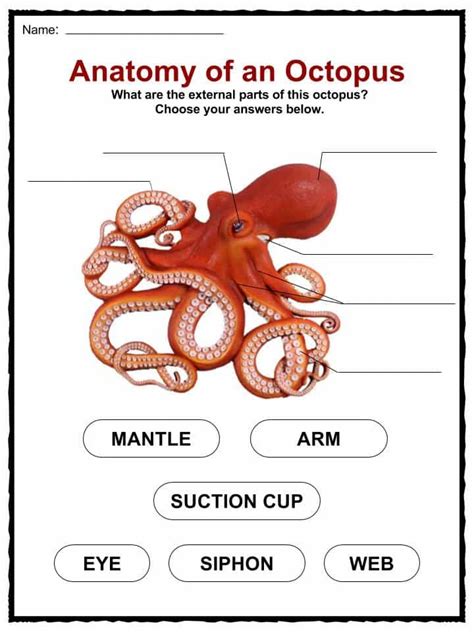 Octopus Facts, Worksheets & Habitat Information For Kids | Biology for kids, Octopus facts ...