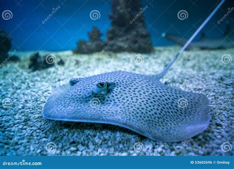 Spotted Stingray Fish In Aquarium Stock Photo - Image: 53602696