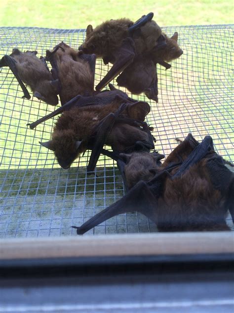 Affordable Licensed Bat Removal - Humane Bat Control