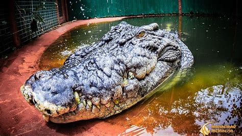 Largest Crocodile Ever Recorded