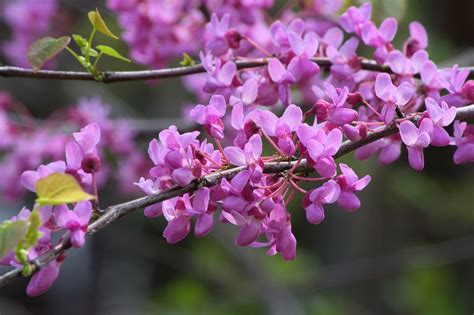 Eastern Redbud Tree Facts & Why to Plant Trees in Fall | Arbor Tree ...