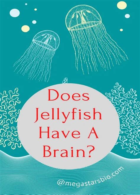 Does Jellyfish Have A Brain? Know The Unknown Facts.