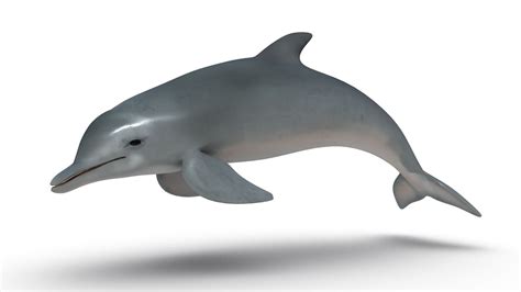 Dolphin Free 3D Models download - Free3D