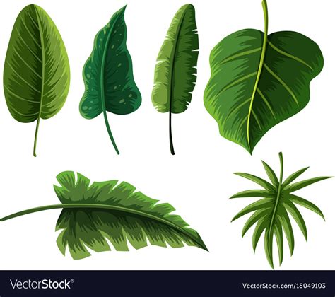 Different types tropical leaves Royalty Free Vector Image