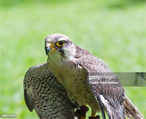 212 Lanner Falcon Stock Photos, High-Res Pictures, and Images - Getty Images