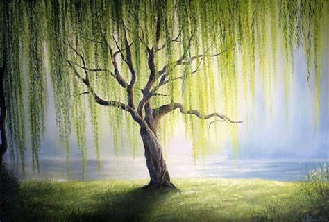 Discover The Willow Tree Symbolism And Why It’s Such A Symbol Of Peace