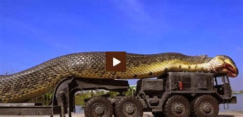 The truth about giant anaconda in the Amazon « Face Book Lastest News