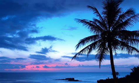 Download Palm Tree With A Blue And Purple Sunset Wallpaper | Wallpapers.com