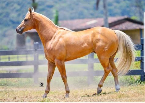 Pin by Nicole on Equus | Aqha horses, Horses, Palomino horse