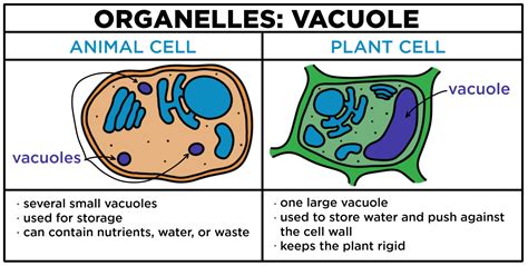 Vacuole In Plant Cell