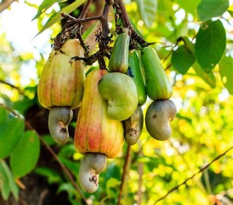 How to Grow Cashew Trees | Cashew Tree Care Tips – Belo Garden