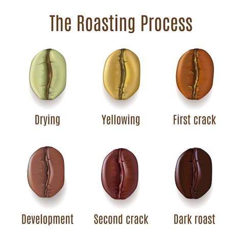 Premium Vector | Realistic coffee beans isolated on white background. Stages of roasting process ...