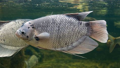 Giant Gourami Care Essentials: Size, Feeding, And Tank, 59% OFF